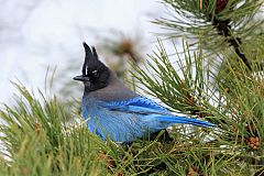 Steller's Jay